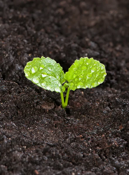 Jonge groene spruit van radijs in de grond met dauw druppels sluiten — Stockfoto