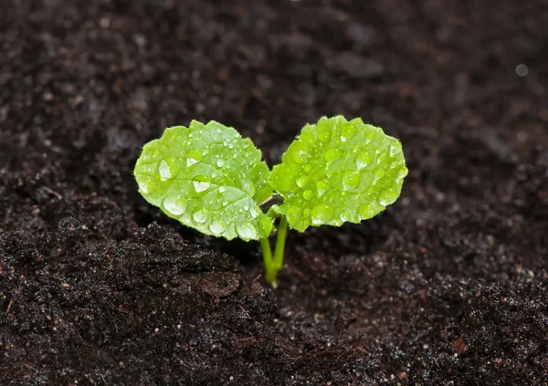Young green sprout of radish in the ground with dew drops close — Stock Photo, Image