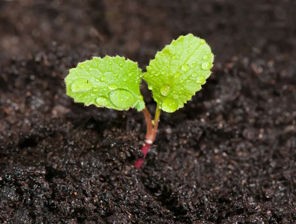 Зеленый росток редиса в земле с капли росы близко — стоковое фото