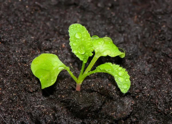 Young green sprout of radish in the ground with dew drops close — Stock Photo, Image