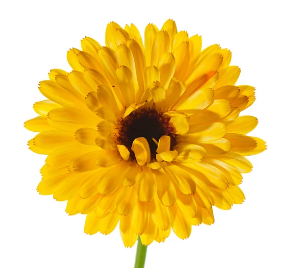 De bloem calendula close-up geïsoleerd op de witte. — Stockfoto