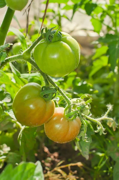 Tomatoes in the greenhouse with the ripening fruits The reddenin — Stock Photo, Image