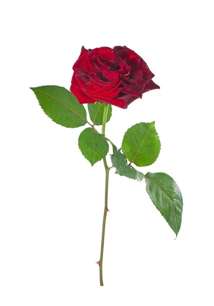 Hermosa rosa roja con tallo sobre fondo blanco — Foto de Stock