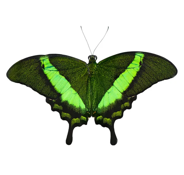 Perhonen Papilio Palinurus eristetty valkoisella pohjalla . — kuvapankkivalokuva