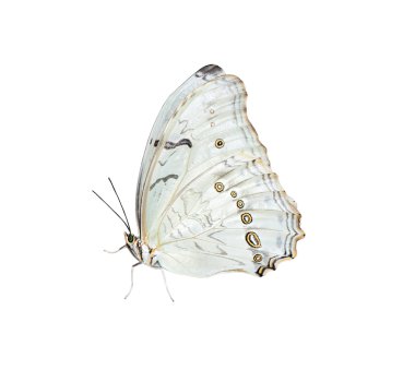  Beautiful white butterfly Morpho polyphemus isolated on a white clipart