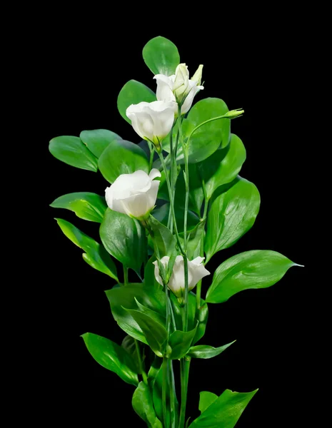 Το μπουκέτο λευκά λουλούδια eustoma (lisianthus) με πράσινο lea — Φωτογραφία Αρχείου