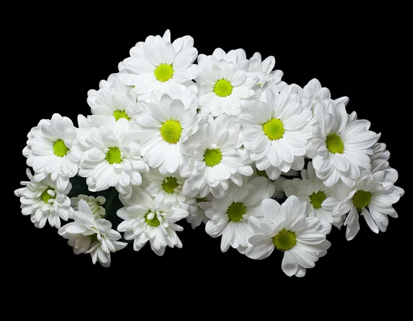 O buquê de flores brancas de um crisântemo isolado em blac — Fotografia de Stock