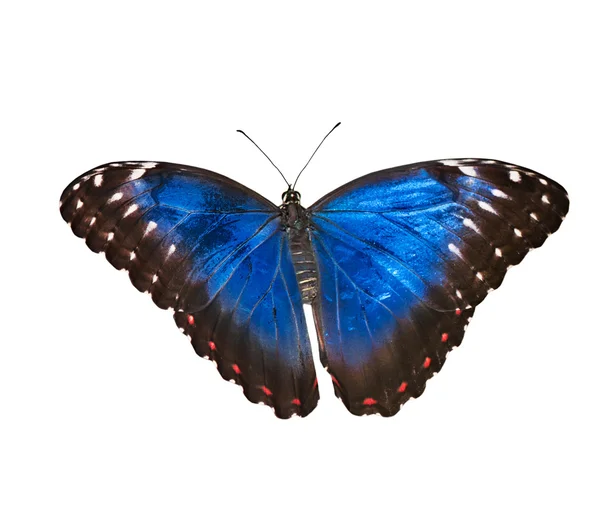 Perhonen (Morpho peleides) eristetty valkoisella pohjalla . — kuvapankkivalokuva