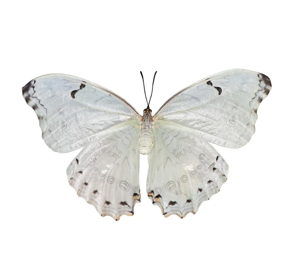 Beautiful white butterfly Morpho polyphemus isolated on a white — Stock Photo, Image