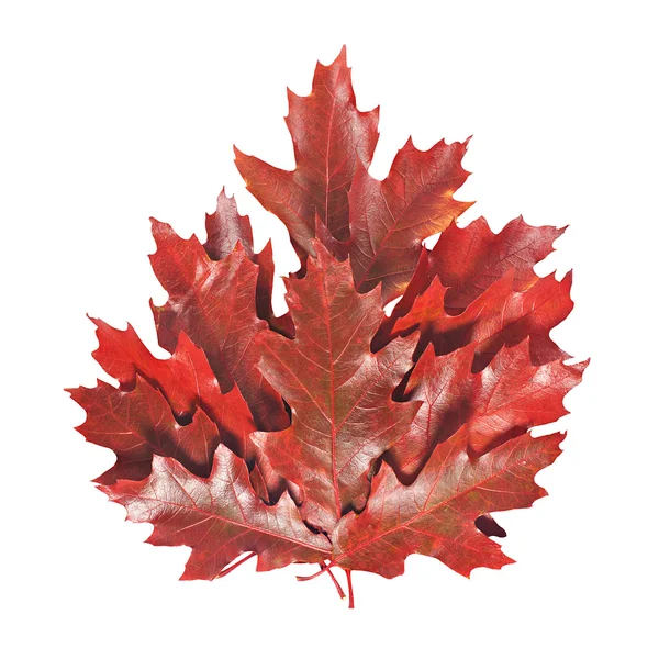 Skupina krásných podzimní listí z červeného dubového stromu (Quercus rubra ) — Stock fotografie
