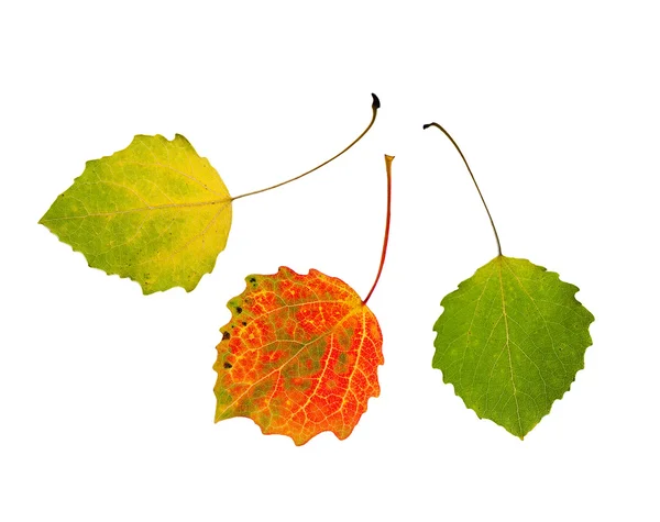 Three beautiful multi-colored autumn leaves of an aspen isolated — Φωτογραφία Αρχείου