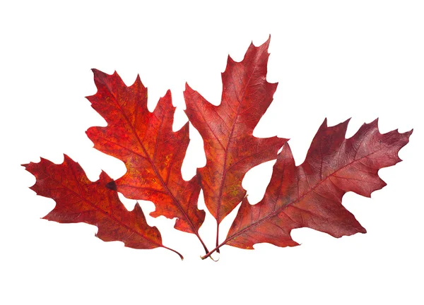 Four beautiful autumn leaves of red oak tree ( Quercus rubra ) i — Stock fotografie