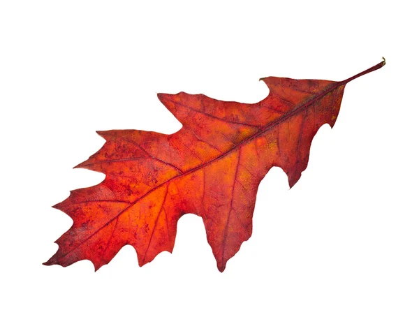 Autumn leaf of red oak tree ( Quercus rubra ) isolated on white — Stock fotografie