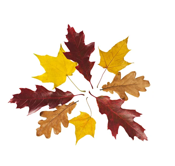 Group of red, yellow and brown autumn leaves of oak and maple. — Stock Photo, Image