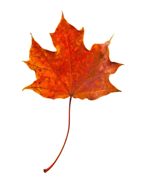 Autumn red maple leaf close-up on a white background. — Stock fotografie