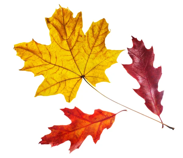 Red and yellow maple leaves close-up on a white background. — Stock Photo, Image