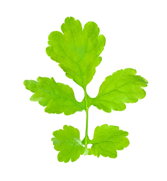 Medicinal plant celandine isolated on white. Leaf close-up. — Φωτογραφία Αρχείου