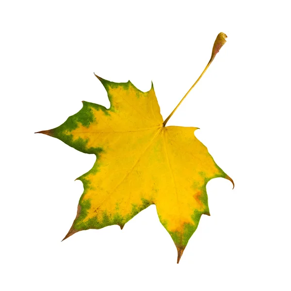 Autumn yellow maple leaf close-up on a white background. — ストック写真