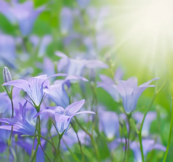 Summer floral background with bells, sunlit. — Zdjęcie stockowe