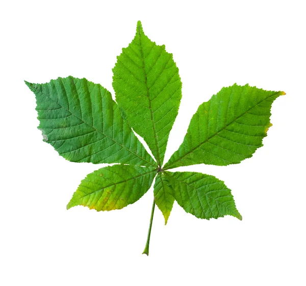 Hoja de castaño verde aislada sobre fondo blanco . — Foto de Stock