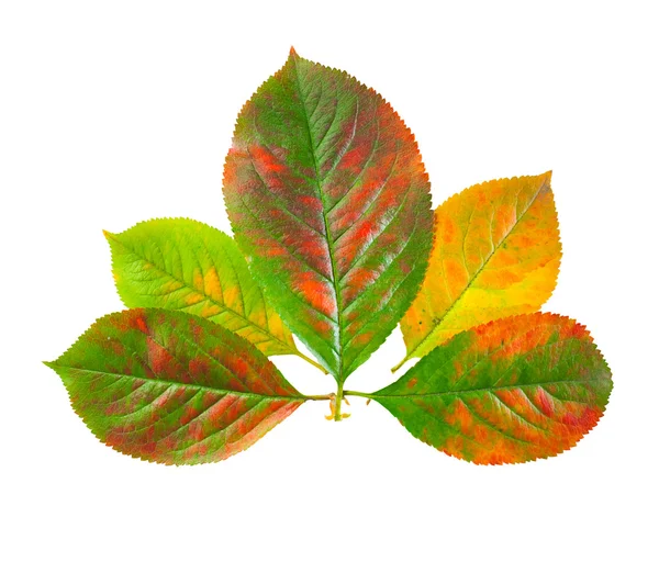 Group several colorful autumn leaves chokeberry isolated on whit — ストック写真