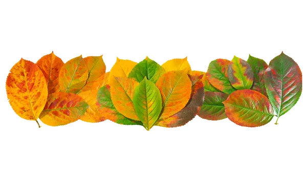 Strip of colorful autumn leaves chokeberry isolated on white. — Stock Photo, Image