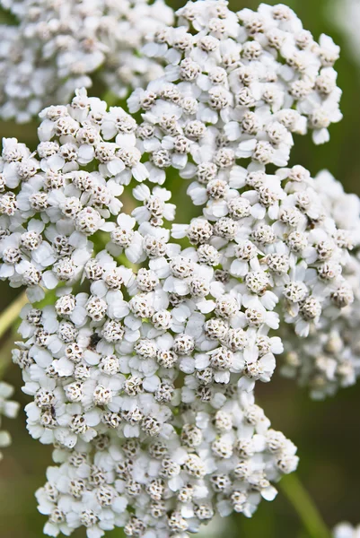 Medicinal plant yarrow flowers outdoors close up. — Stock Photo, Image