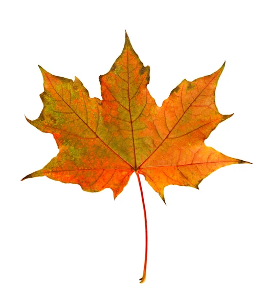 Autumn orange maple leaf close-up on a white background. — Stock fotografie