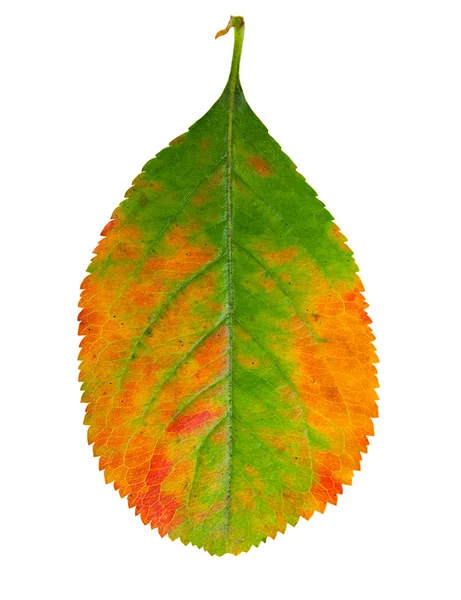 Autumn colorful leaves Aronia isolated on white background. — Stock Photo, Image