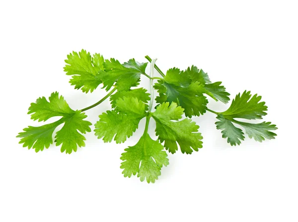 Three Fresh Coriander leaves on a white background close-up. — Φωτογραφία Αρχείου