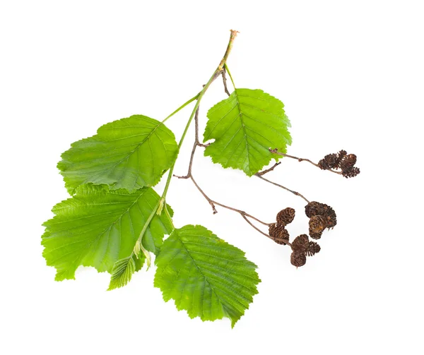A branch of alder leaves and cones on a white background. — Φωτογραφία Αρχείου
