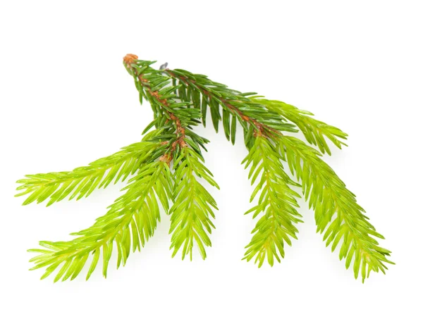 The branch of spruce with young shoots on a white background — Stockfoto
