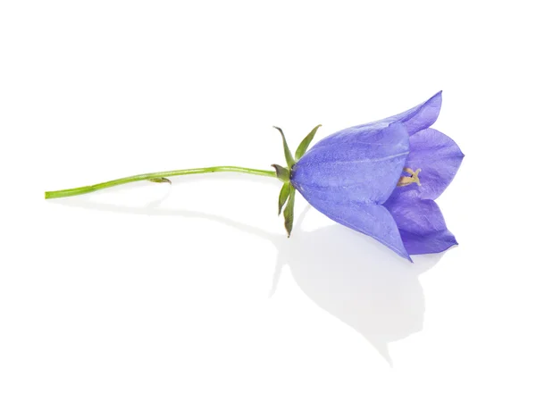 A blue bell on a white background close-up. — Stock Fotó