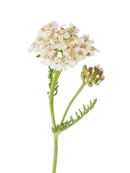 Yarrow (Achillea millefolium) на белом фоне крупным планом . — стоковое фото