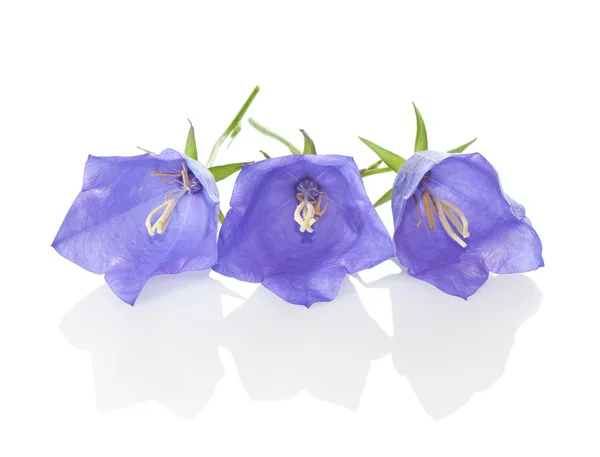 Three blue bells on a white background close-up. — ストック写真