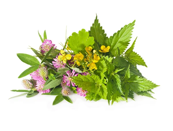 Herbs nettle, celandine, red clover on a white background close- — Stock Photo, Image