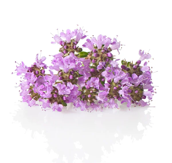 Thyme flowers and leaves close-up on a white background. — Stock Photo, Image