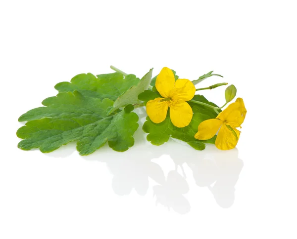 Celandine flowers and leaves close-up on a white background. — Stock Photo, Image