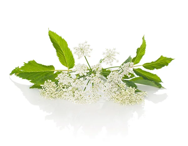 Goutweed 꽃과 흰색 배경에 클로즈업을 나뭇잎. — 스톡 사진