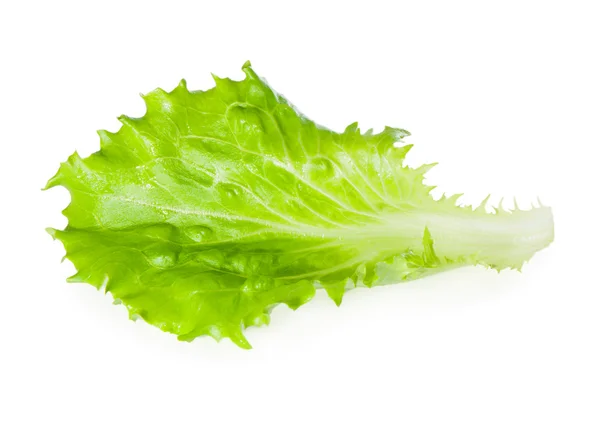 Lechuga de hoja verde sobre fondo blanco . — Foto de Stock