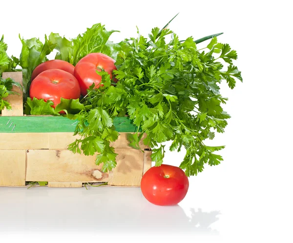 Fresh organic green coriander, lettuce, onions, ripe tomatoes in — Stock Photo, Image