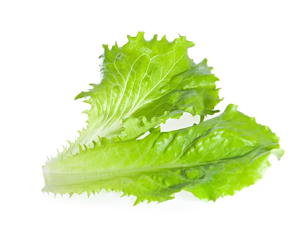 Lechuga de hojas verdes sobre un fondo blanco . — Foto de Stock