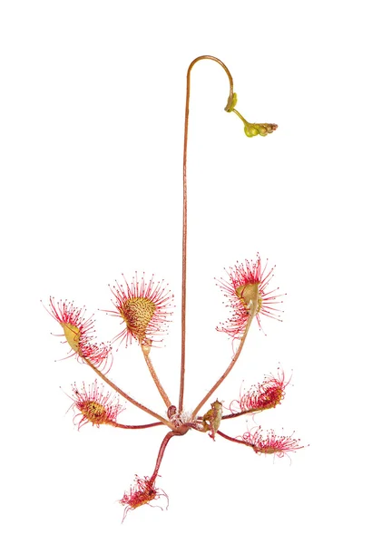 Beyaz bir arka plan üzerinde izole sundew (Drosera),. — Stok fotoğraf