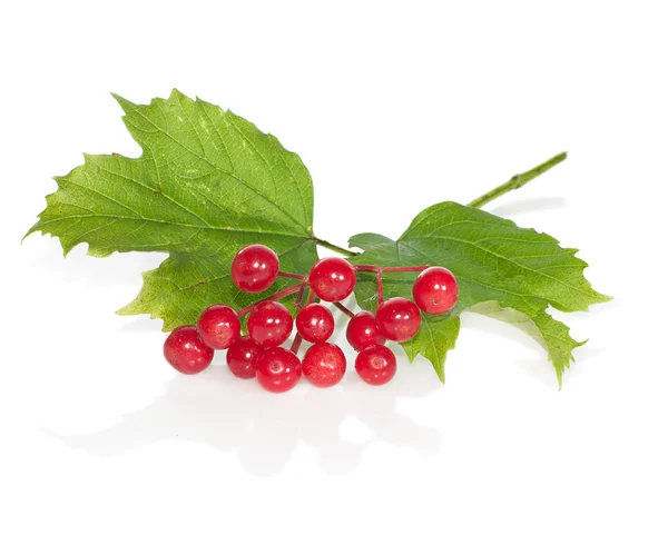 Viburnum berries and leaves close-up on a white background. — Stock Photo, Image