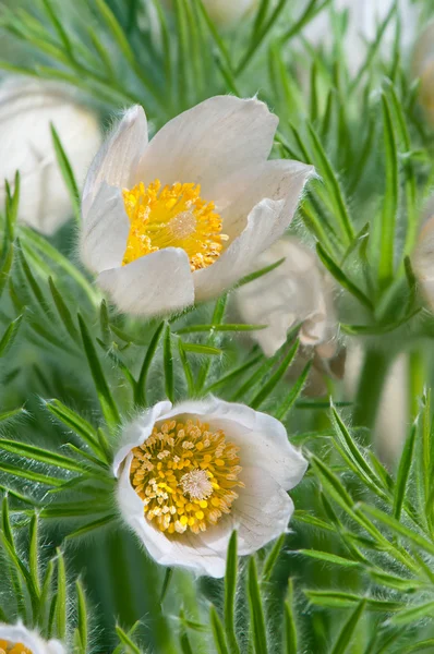 Pasqueflower eller sömn-gräs (Pulsatilla patens) — Stockfoto
