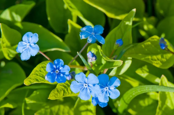 Blå vårblommor på nära håll (Omphalodes verna) utomhus — Stockfoto