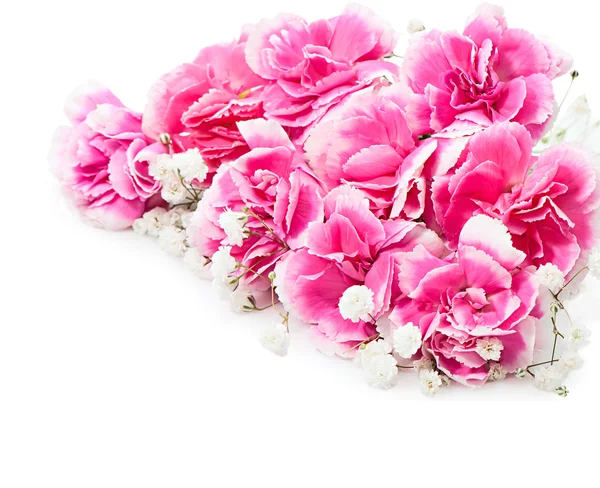 Mooie gypsophila en roze bloemen carnation op een witte achterzijde — Stockfoto