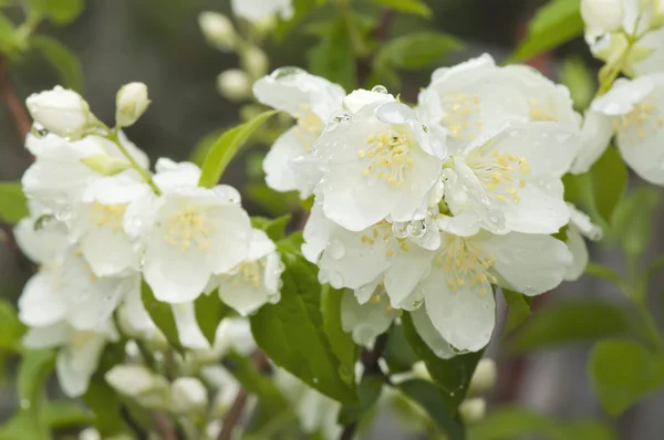 Vackra blommande jasmin med dagg faller utomhus — Stockfoto