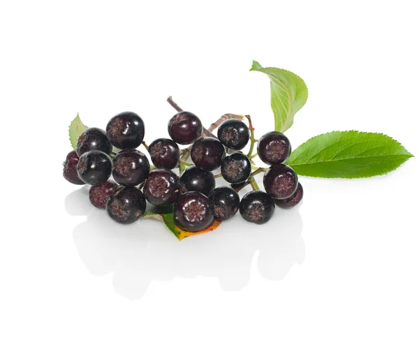 Chokeberry nero (aronia) con foglie ravvicinate su bianco Foto Stock Royalty Free