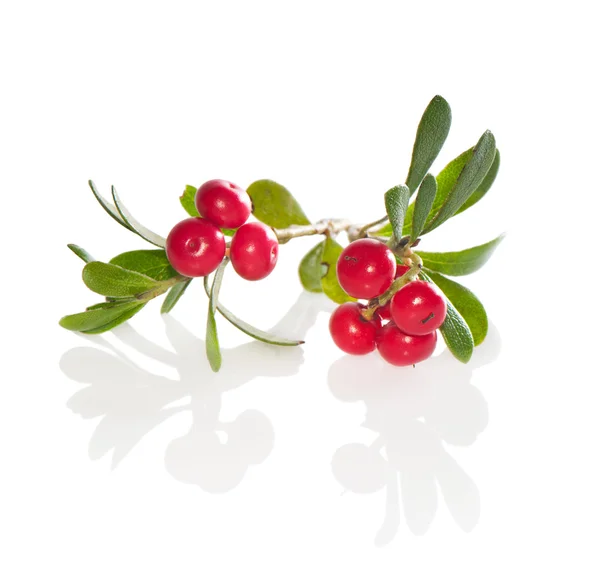 Bayas y hojas Bearberry (Arctostaphylos) de cerca en whi — Foto de Stock